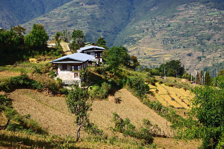 Bhutan - traditional houses surrounded by terraced fields