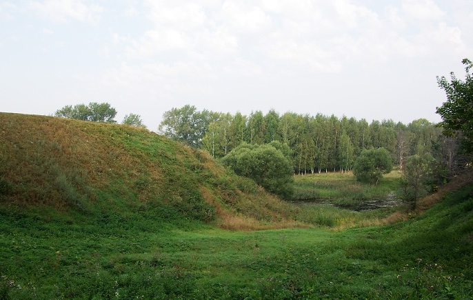 Birch forest