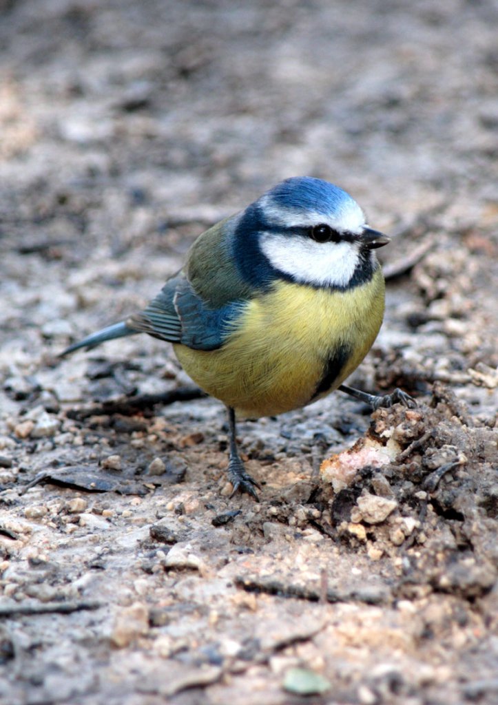 Blue Tit