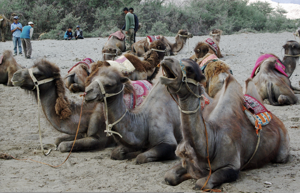 Camels, Nubra valley