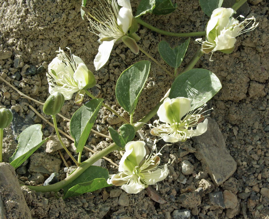 Capparis spinosa