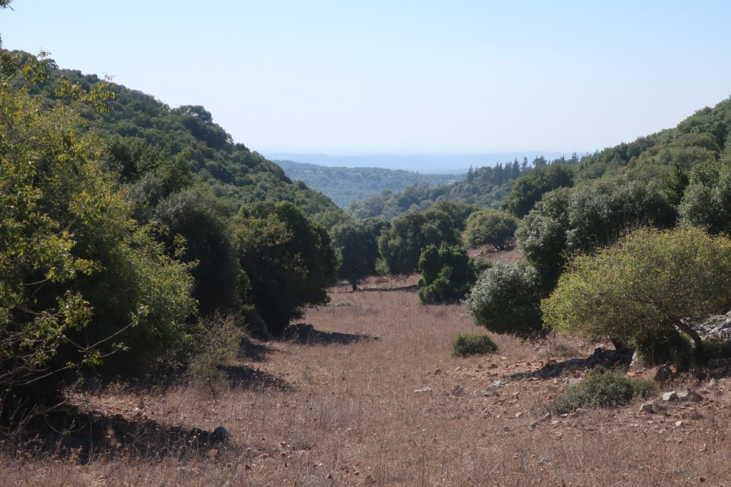 Carmel Forest Hike