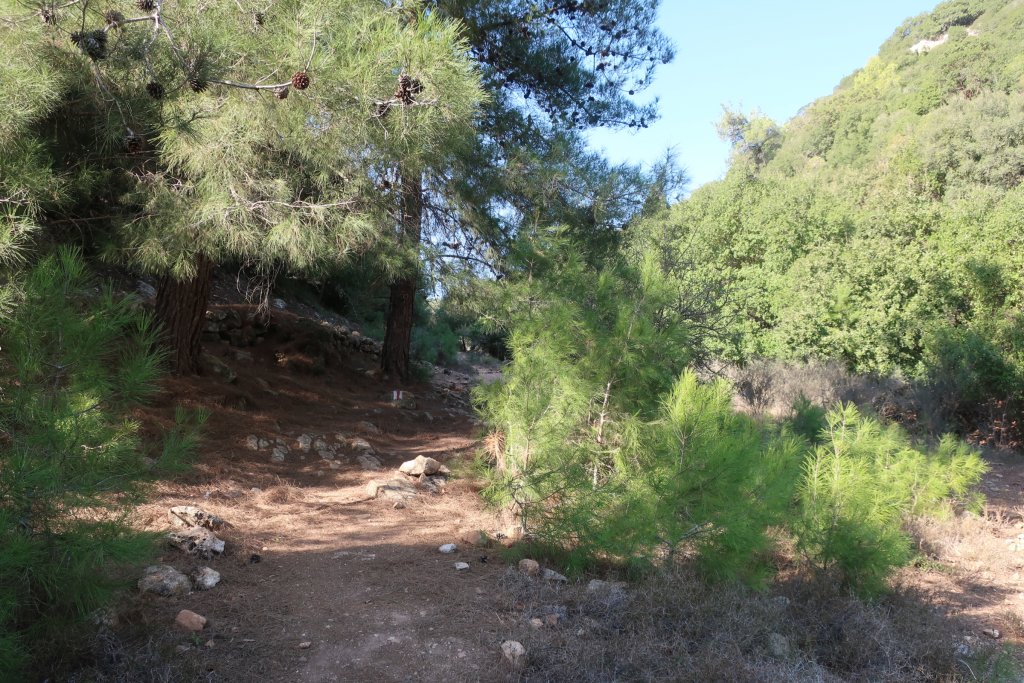 Carmel Forest Hike