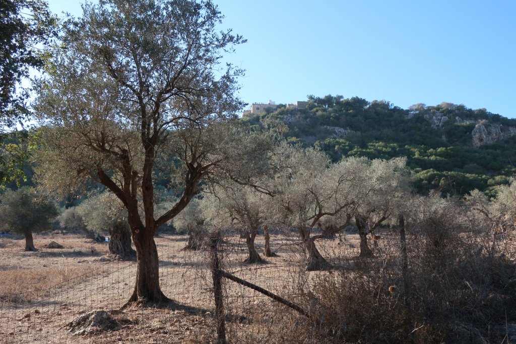 Carmel Forest Hike