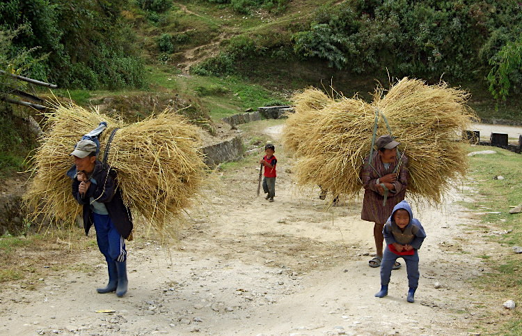 Carrying straw, near Radi, Bhutan