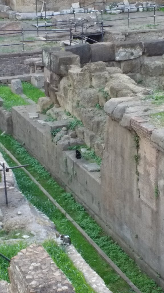 Cat sanctuary in the ruins