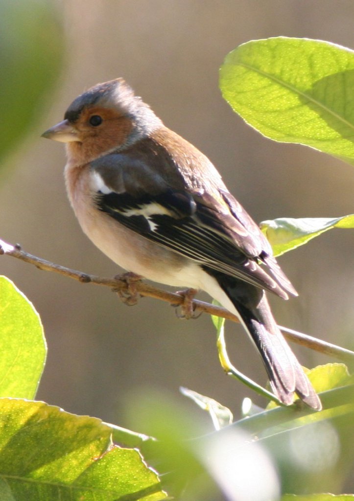 barbour chaffinch