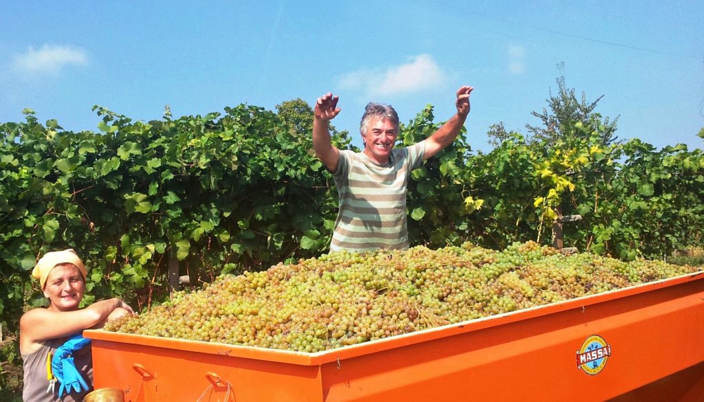 Chardonnay harvest at Cascina Monticello