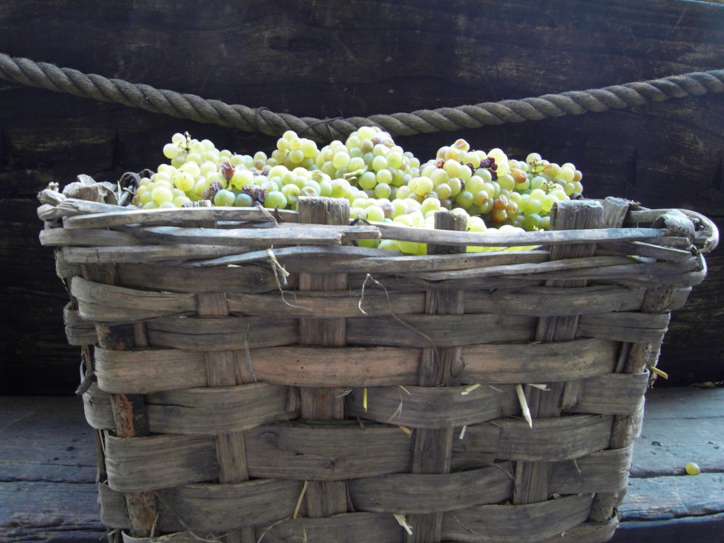 Cortese grapes