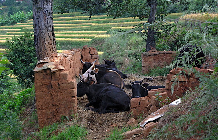Cows near Meri Puesum Resort, Punakha, Bhutan