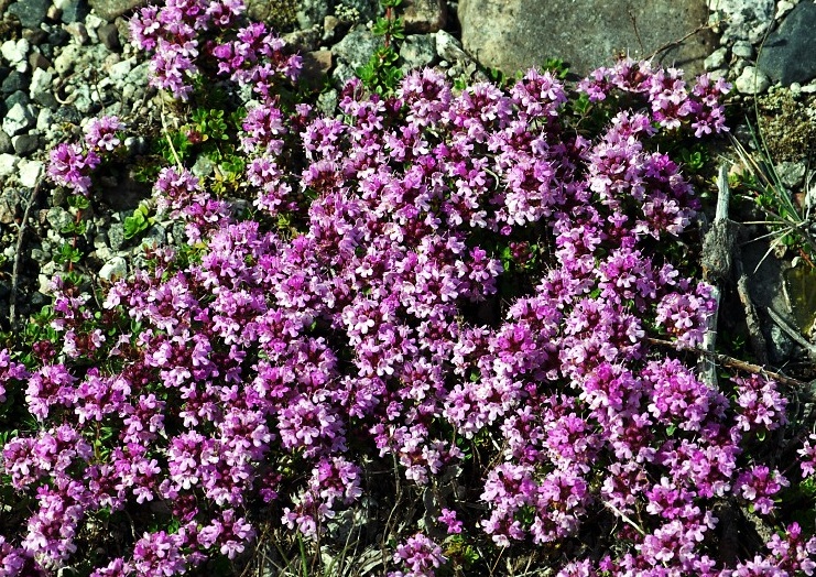 Creeping Thyme, Narsarsuaq