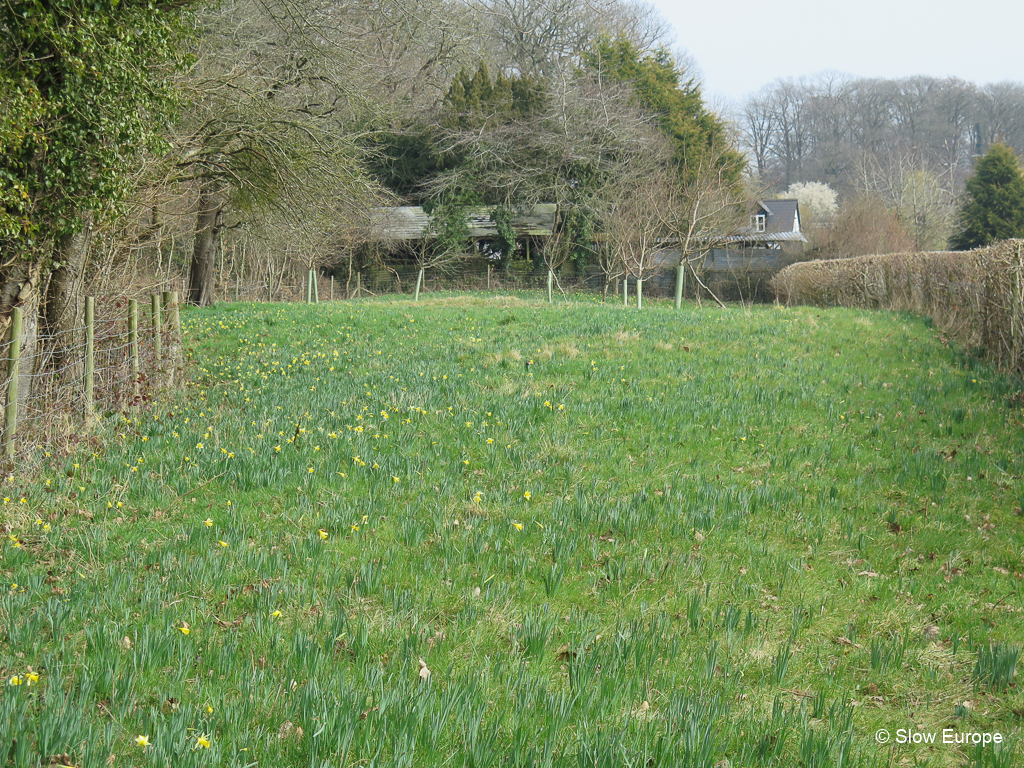 Daffodil Golden Triangle
