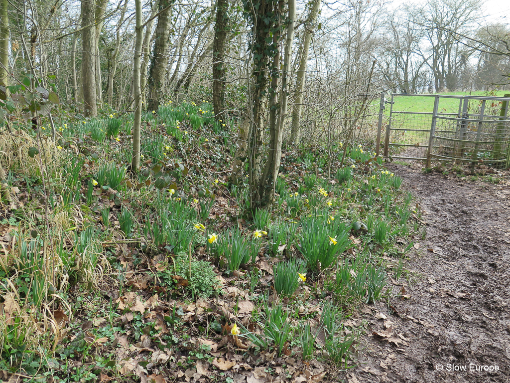 Daffodil Golden Triangle