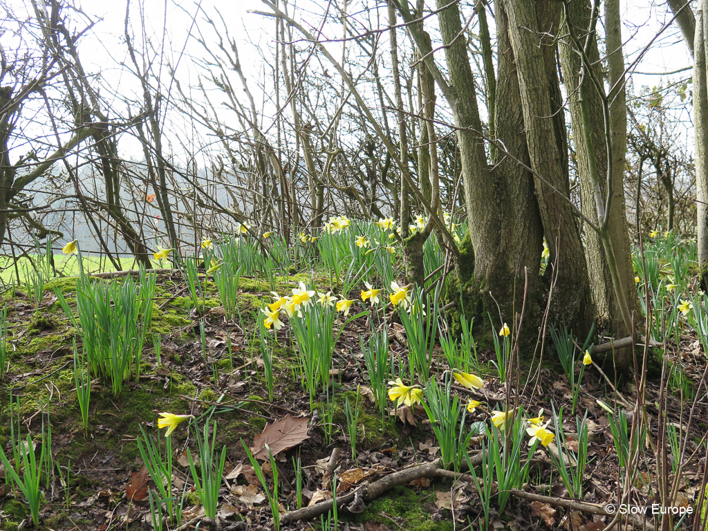 Daffodil Golden Triangle