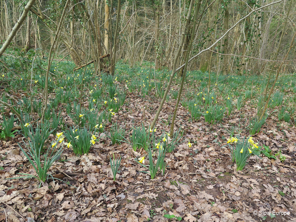 Daffodil Golden Triangle