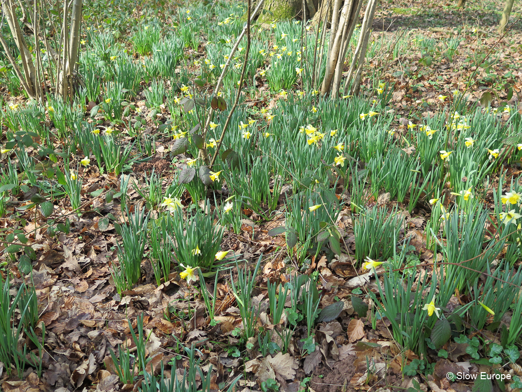 Daffodil Golden Triangle