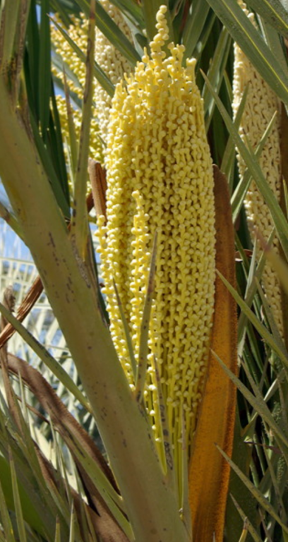 Date palm flowers