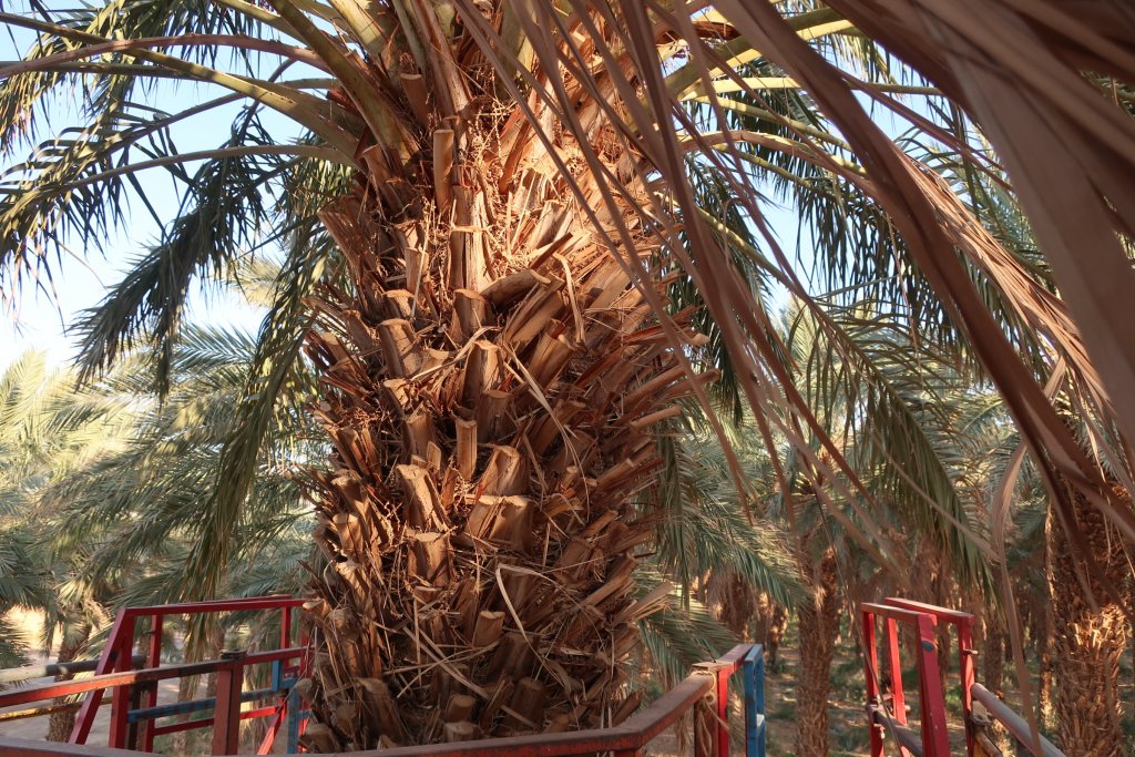 Date Palms