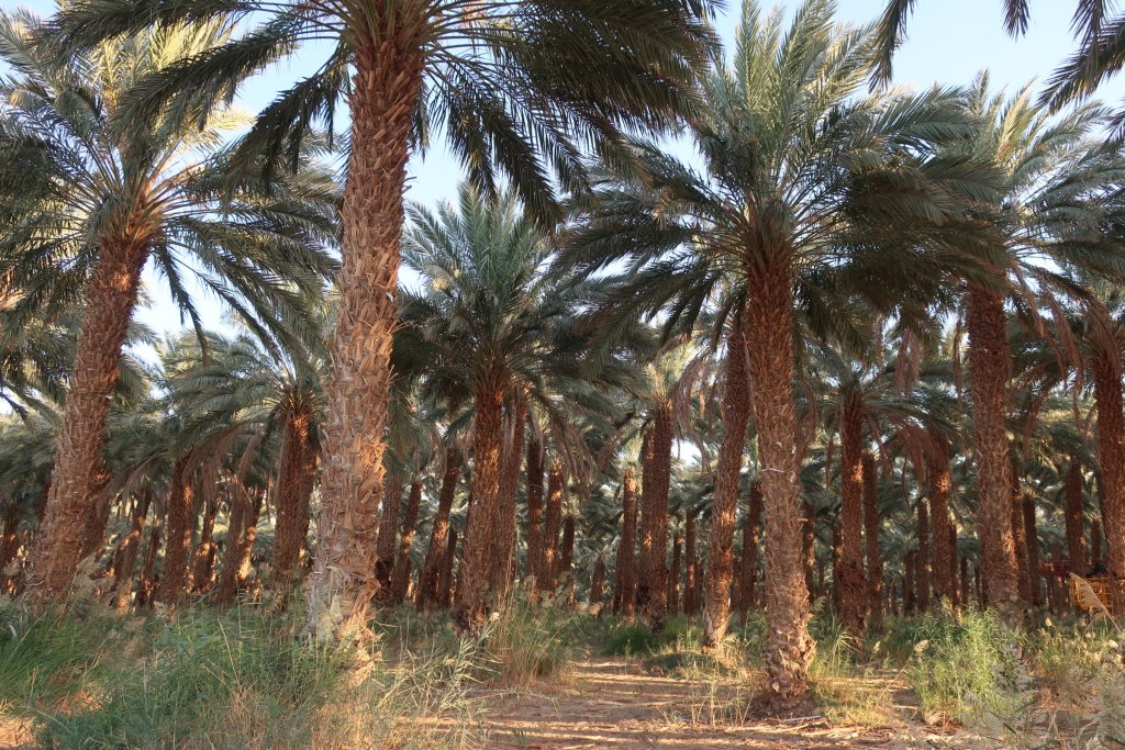 Date Palms