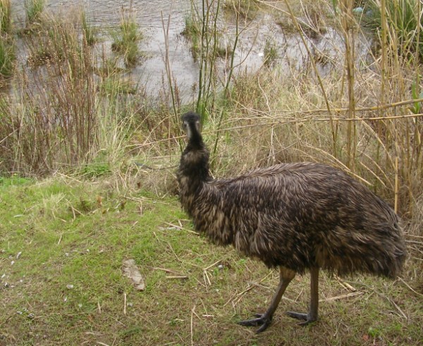 deiva Emu r.jpg