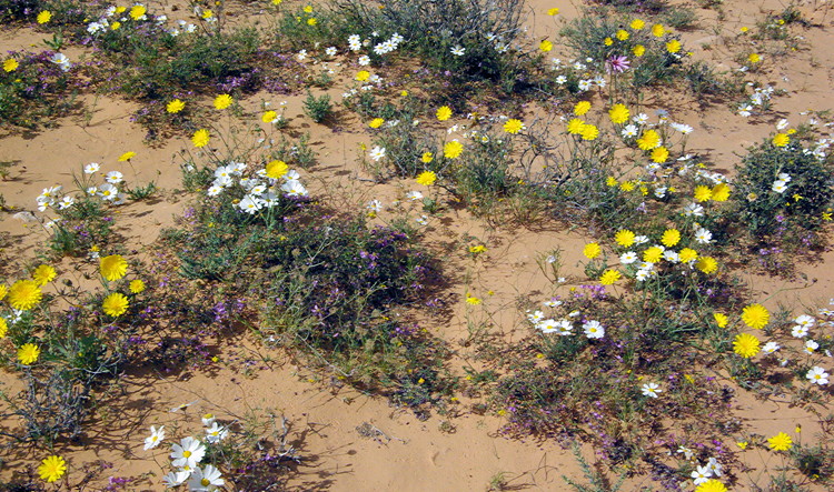 Desert flowers