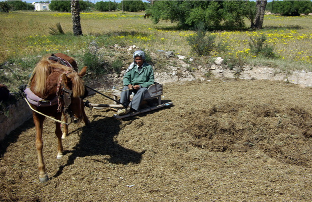 Djerba - chopping beans