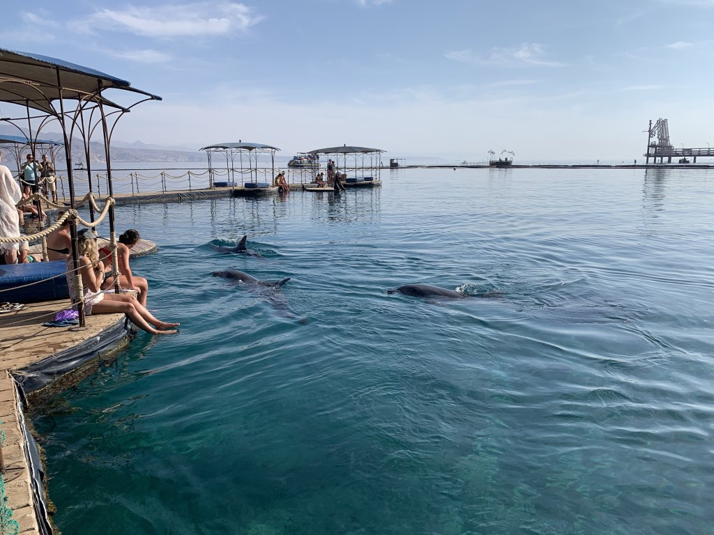 Dolphin Reef, Eilat