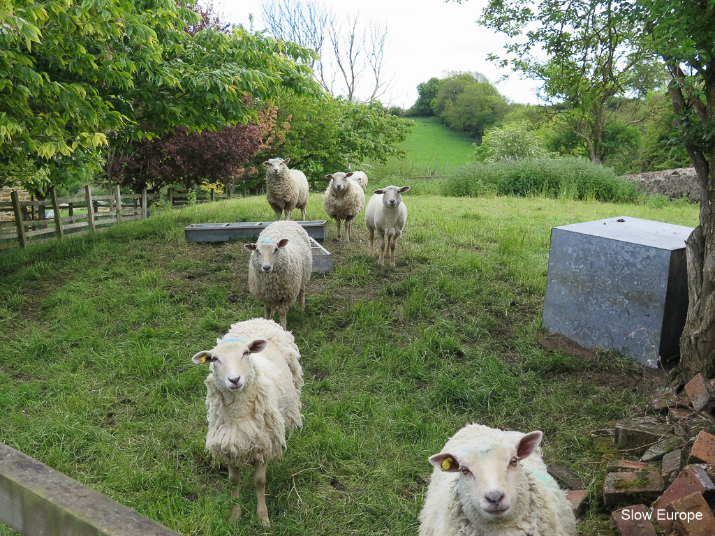 Dorset Sheep