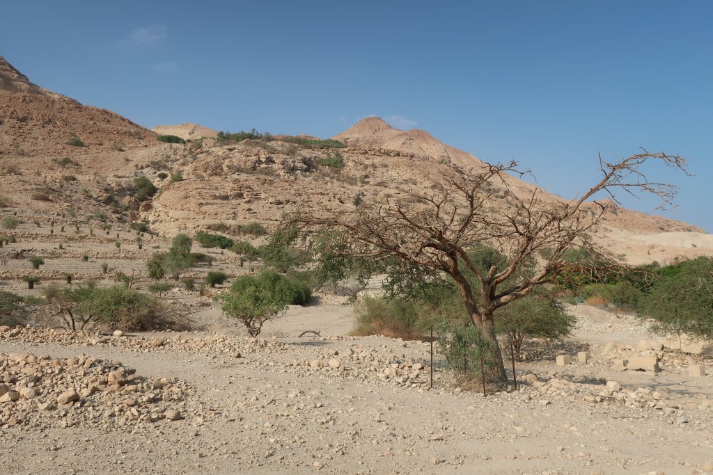 Ein Gedi Nature Reserve