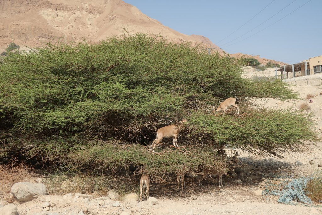 Ein Gedi