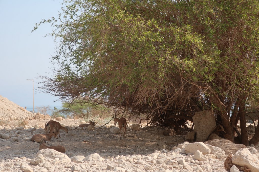 Ein Gedi