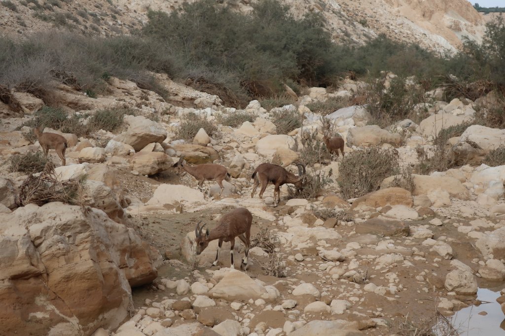 En Avdat National Park