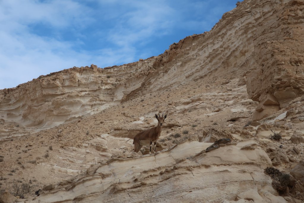 En Avdat National Park