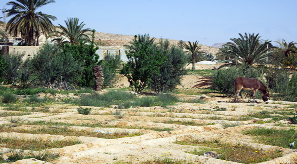 Fields, Magora village