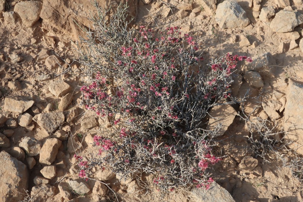 Flowers in the Negev