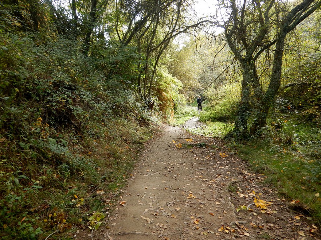 Forestry Path Leaving Riego de Ambros