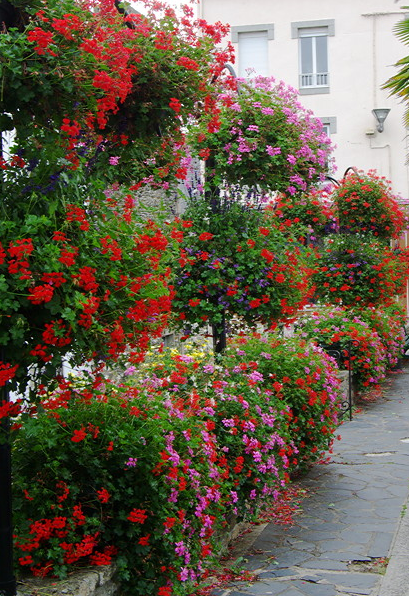 Geraniums, Châteauneuf du Faou