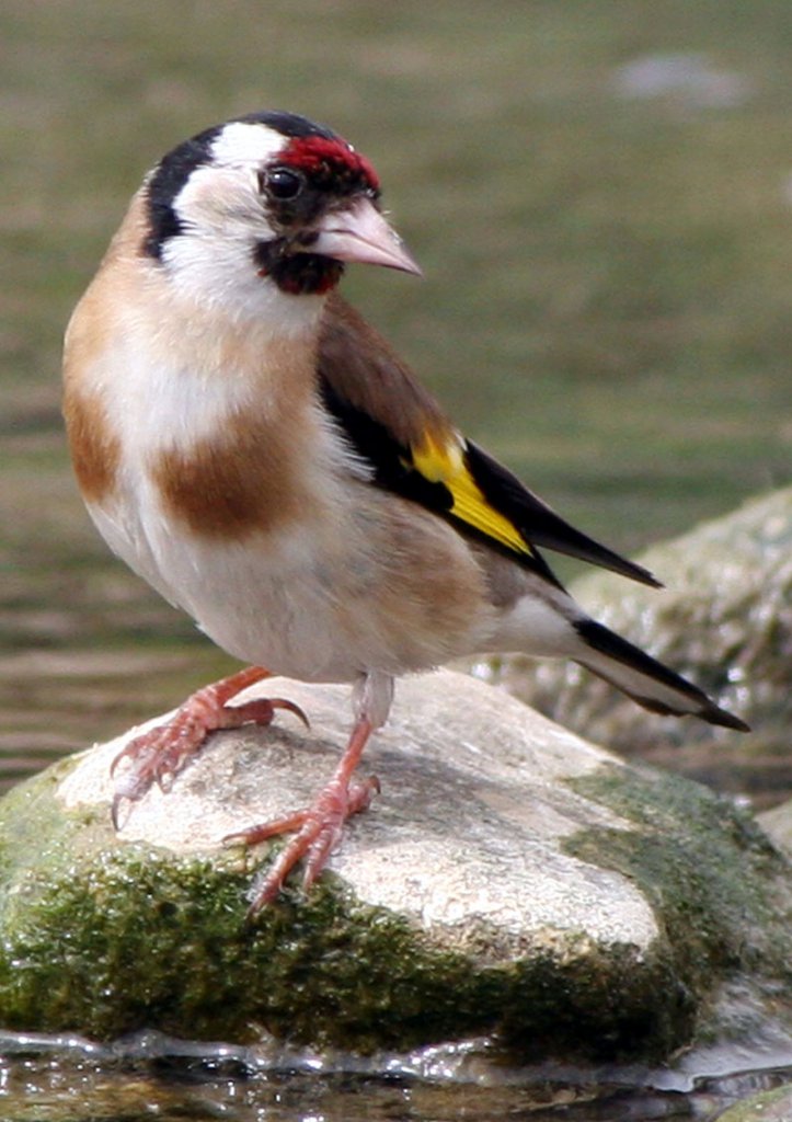 Goldfinch