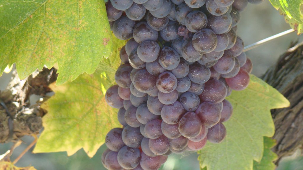 Grapes on vine