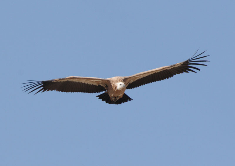 Griffon Vulture