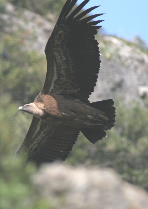 Griffon Vulture