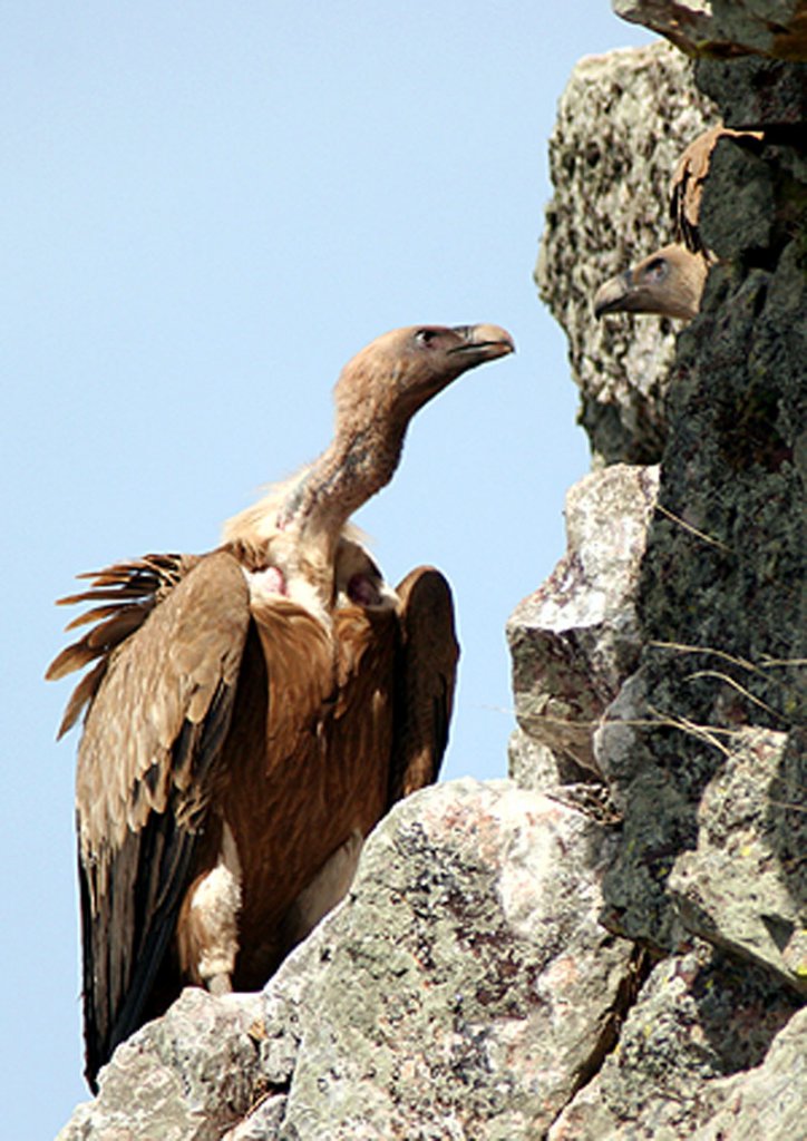 Griffon Vulture