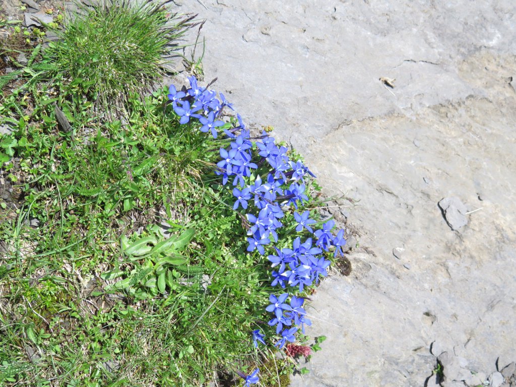 Grindelwald