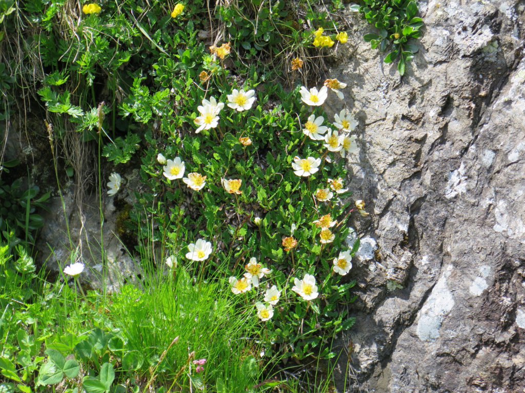 Grindelwald