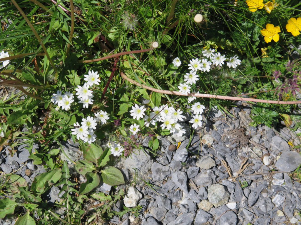 Grindelwald