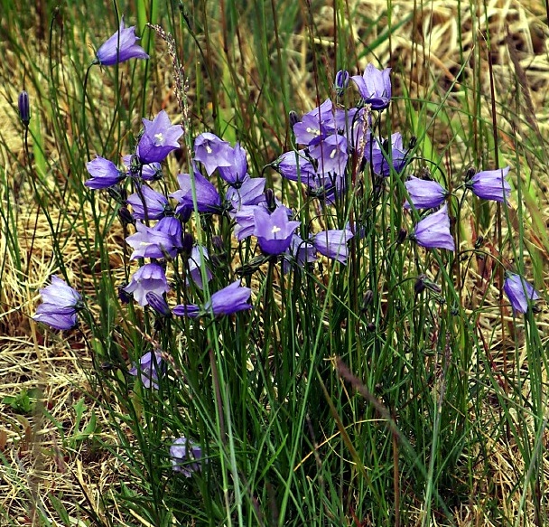 Harebell, Narsarsuaq