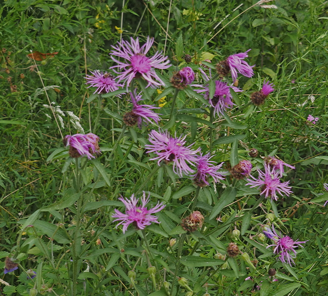 Harlow Carr Gardens