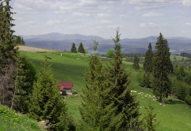 High pastures in the Carpathian Mountains