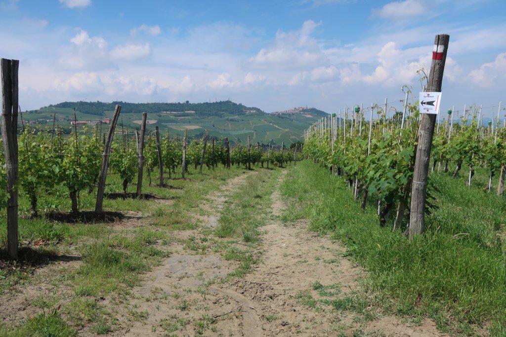 Hike - Barolo to Monforte