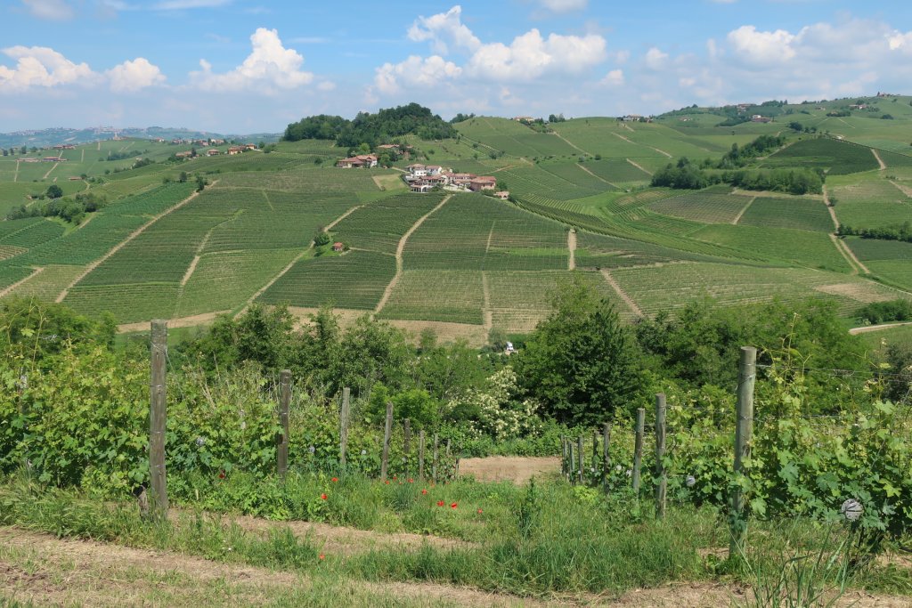 Hike - Barolo to Monforte